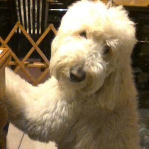 Meet your Posher, Lenoir